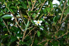 Camellia brevistyla