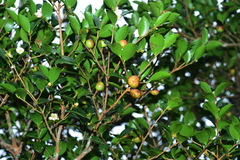 Camellia brevistyla