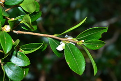 Camellia brevistyla