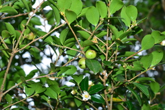 Camellia brevistyla