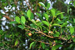 Camellia brevistyla