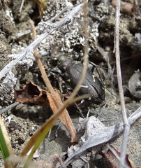Cicindela longilabris