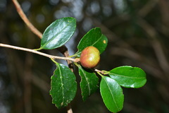 Camellia brevistyla