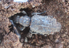 Microcerinae