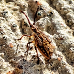 Coreoidea