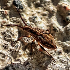 Coreoidea