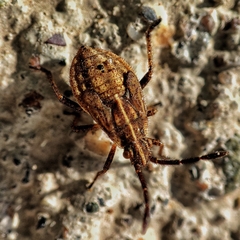 Coreoidea