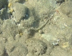 Corythoichthys schultzi