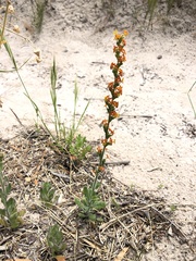 Manulea tomentosa