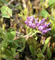 Trifolium barbigerum