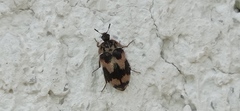 Attagenus rossii