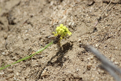 Thyridanthrax andrewsi