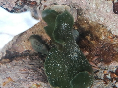 Codium stephensiae