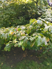 Parrotia persica