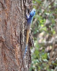 Acanthocercus atricollis