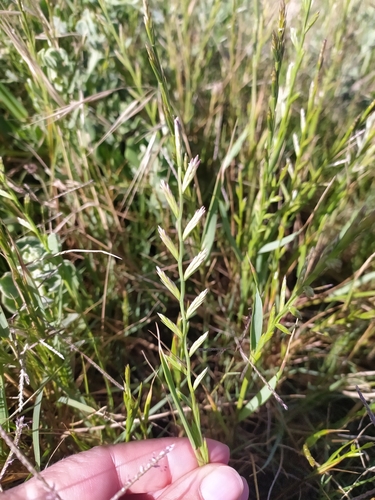 Perennial Ryegrass