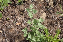 Malacothamnus arcuatus