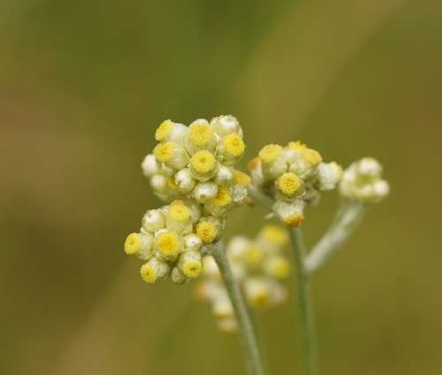 Jersey cudweed (Pseudognaphalium luteoalbum)