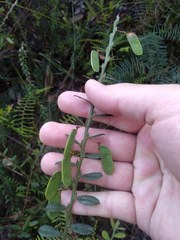 Bossiaea stephensonii