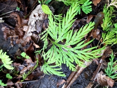Selaginella
