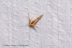 Stathmopoda stimulata