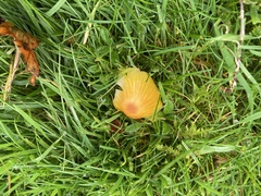 Hygrocybe insipida