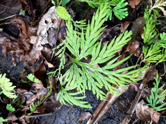 Selaginella