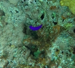 Pseudochromis fridmani