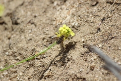 Thyridanthrax andrewsi