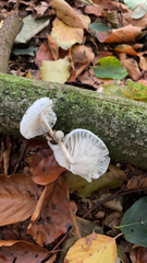 Oudemansiella australis