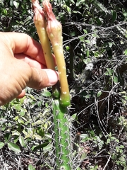 Praecereus euchlorus