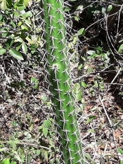 Praecereus euchlorus