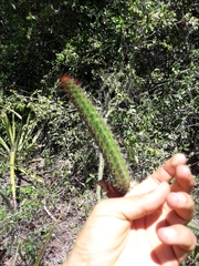 Praecereus euchlorus