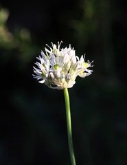 Allium delicatulum