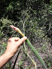 Praecereus euchlorus