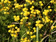 Chrysocoma coma-aurea