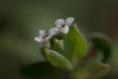 Pimelea altior