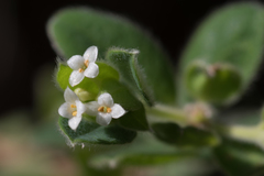 Pimelea altior