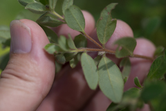 Pimelea altior