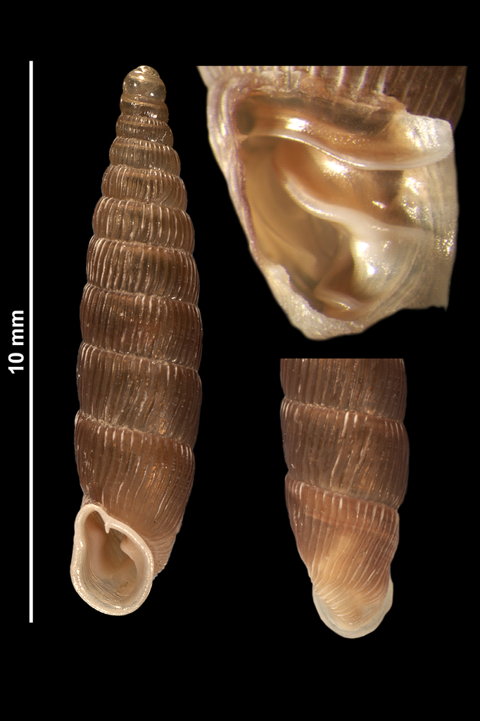 Clausilia rugosa provincialis