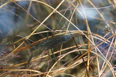 Laccotrephes japonensis