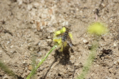 Thyridanthrax andrewsi