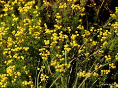 Chrysocoma coma-aurea