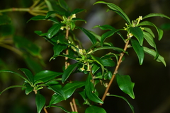 Daphne arisanensis