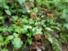 Thaspium trifoliatum trifoliatum