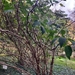 Hydrangea sargentiana - Photo (c) dudqeee, μερικά δικαιώματα διατηρούνται (CC BY-NC)