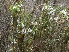 Erica perspicua perspicua