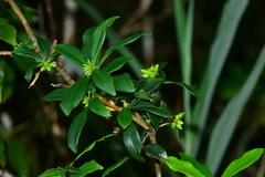 Daphne arisanensis