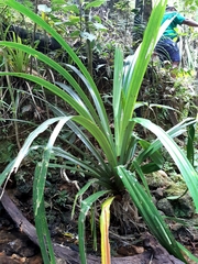 Pandanus
