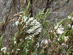 Erica perspicua perspicua